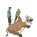 pngtree-slaughtering-a-sacrificial-cow-for-the-eid-al-adha-holiday-png-image_12543621